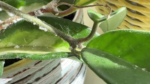 Hoya plant leaves infested with mealybugs pest, Close-up of Hoya plant leaves damaged by mealybugs (Pseudococcidae). White cotton-like pests covering green leaves of a houseplant. Concept 