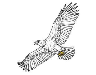 Line art illustration of an eagle soaring with wings outstretched