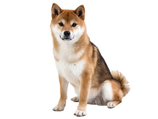 Shiba Inu dog sitting elegantly with alert expression.