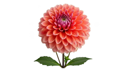 A single coral dahlia flower isolated on a black background isolated on white background isolated on transparent background