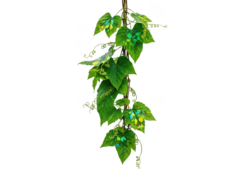Green ivy vine with leaves isolated on black background isolated on white background isolated on transparent background