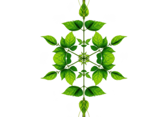 Symmetrical green plant pattern isolated on black background isolated on white background isolated on transparent background