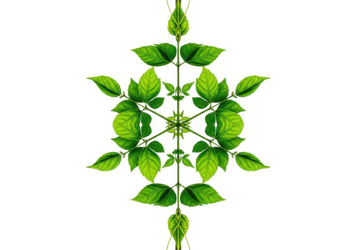 Symmetrical green plant pattern isolated on black background isolated on white background isolated on transparent background - Powered by Adobe