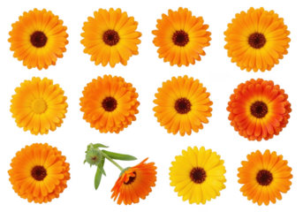 Collection of calendula flowers isolated on black background isolated on white background isolated on transparent background