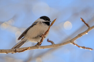 Little chickadee bird perched on a branch