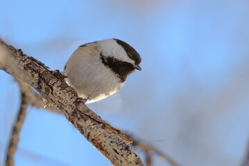 Little chickadee bird perched on a branch against a blue sky