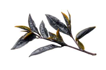 Close-up of dark, textured leaves on a branch