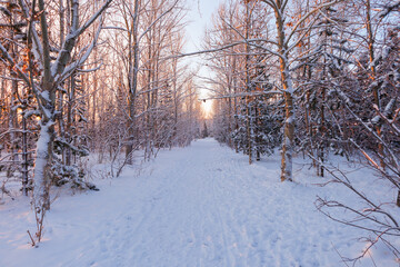 Snowy footpath through a forest with bare trees in winter