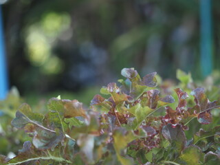 Close up fresh organic hydroponic vegetable plantation