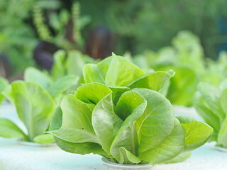 Close up fresh organic hydroponic vegetable plantation