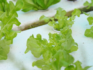 Close up fresh organic hydroponic vegetable plantation