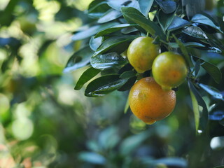 Fresh calamondins glowing with dew among lush green leaves.