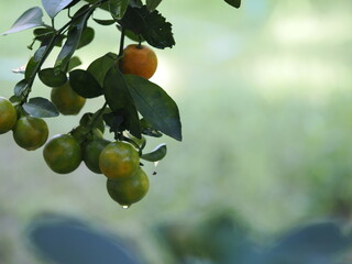 Fresh calamondins glowing with dew among lush green leaves.