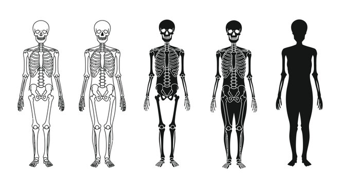 Human skeleton anatomy chart showing evolution and bone structure study