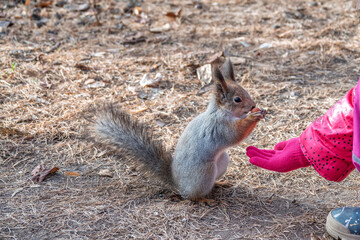 Girl feeds a squirrel with nuts in an autumn park.
