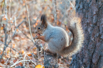 The squirrel with nut sits on tree in the autumn. Eurasian red squirrel, Sciurus vulgaris.