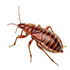 Detailed macro photograph of a red and brown striped pest insect or beetle isolated PNG with Transparent Background