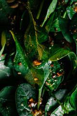Macro photo of spinach salad with seeds and dressing, healthy green food background
