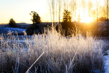Winter Daybreak With Sunlight on Frosted Grass on a Cold Christmas Morning.