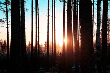 Christmas Eve Daybreak in Forest