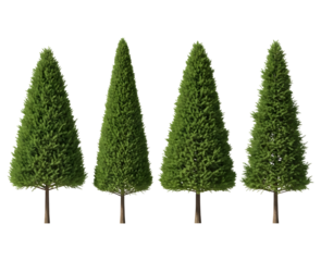 Set of four isolated green coniferous trees used for landscaping architectural design elements isolated PNG with Transparent Background