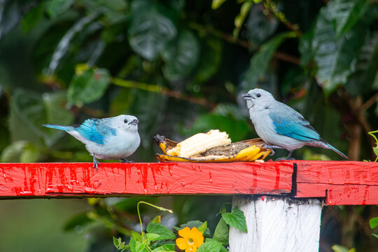 Two vibrant blue birds perched on a red railing, enjoying bananas in lush greenery of Popay&aacute;n, Cauca, Colombia.