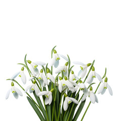 Fresh white snowdrop flowers bouquet symbolizing early spring and purity isolated PNG with Transparent Background