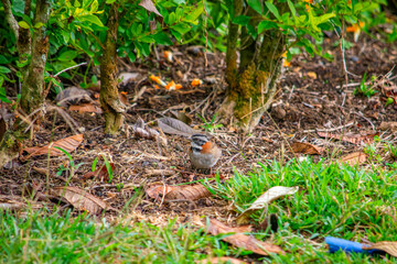 A small bird foraging on the ground in a lush garden setting in Popayán, Cauca, Colombia, surrounded by greenery and fallen leaves.