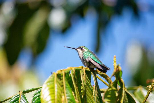 A vibrant hummingbird perched on green foliage, showcasing its iridescent plumage against a clear sky in Popayán, Cauca, Colombia.