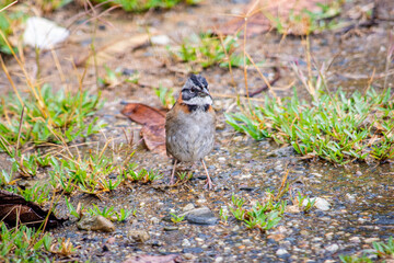 A small bird standing in wet grass, capturing the essence of nature in Popayán, Cauca, Colombia.
