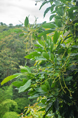 Obraz premium Lush avocado tree branches with fresh green leaves and fruits, set against a vibrant natural backdrop in Popayán, Cauca, Colombia.