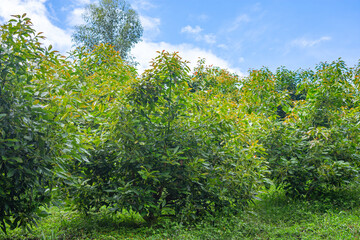 Lush avocado trees thrive under a blue sky in Popayán, Cauca, showcasing vibrant greenery in a natural setting.