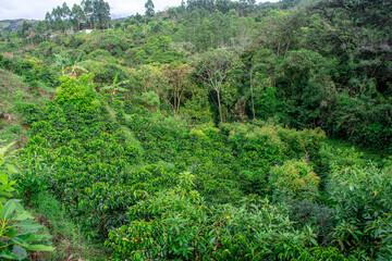 Naklejka premium A vibrant view of a lush green landscape in Popayán, Cauca, Colombia, showcasing dense vegetation and trees in a serene natural setting.