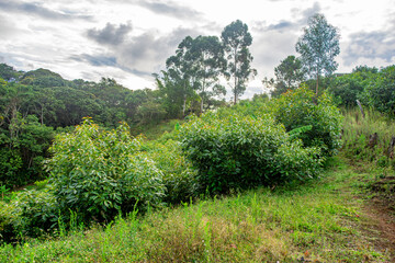 Fototapeta premium A scenic view of dense greenery in Popayán, Cauca, Colombia, reflecting the beauty of nature and tranquility.