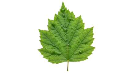 Fresh green leaf covered with clear water drops isolated for healthy nature design isolated PNG with Transparent Background