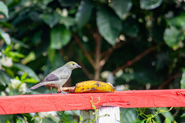 A colorful bird perched on a red fence, enjoying a banana in a lush green setting in Popay&aacute;n, Cauca, Colombia.