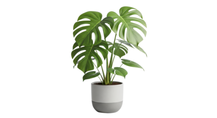 Beautiful large green Monstera Deliciosa houseplant in modern ceramic grey pot for interior decor isolated PNG with Transparent Background