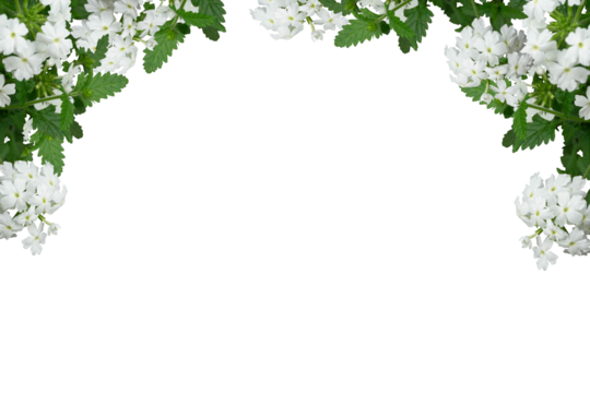 White flower frame