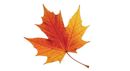 Fototapeta premium Vibrant red and orange autumn maple leaf isolated for seasonal design projects isolated PNG with Transparent Background