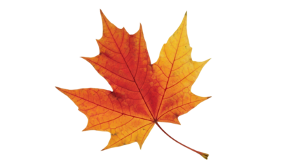 Vibrant red and orange autumn maple leaf isolated for seasonal design projects isolated PNG with Transparent Background