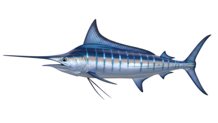 Majestic blue marlin fish swimming underwater ocean marine life isolated on transparent background