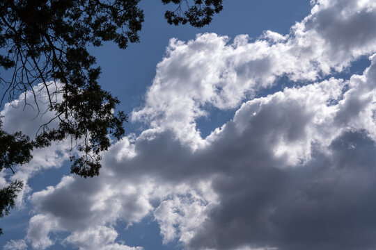 altocumulus castellanus en un cielo azul enmarcado por follaje de &aacute;rbol