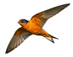 A vibrant bird displays open wings against a stark black background, showcasing intricate feather detail. Its orange and black plumage contrasts