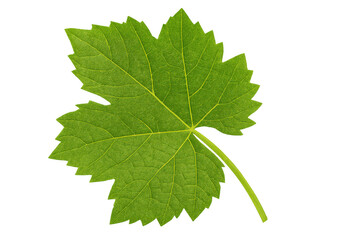 Green grape leaf featuring clear vein patterns, symbolizing nature, growth, and the winemaking process, with a transparent background