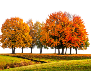 A vibrant autumnal scene of trees with fiery foliage near a grassy hill and stream, set against a black backdrop