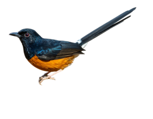 A vibrant bird, showcasing a black head and wings, a striking orange underbelly, and a long, elegant tail. It poses against a black background