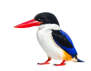 A vibrant bird, showcasing a black head, white chest, blue wings, and a striking red beak. Perched against black