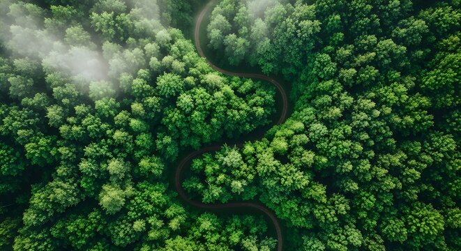 Aerial view of a winding road through a dense green forest with fog