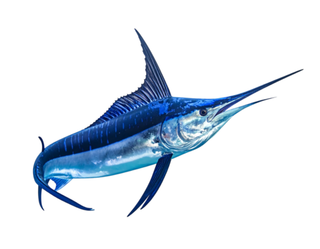 A vibrant blue marlin, sleek and streamlined, glides against a stark black backdrop, showcasing its impressive form