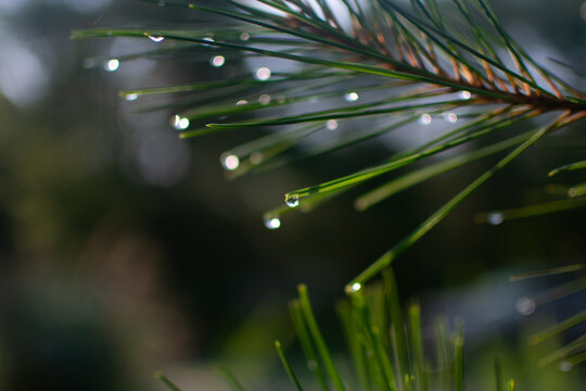morning dew on a tree